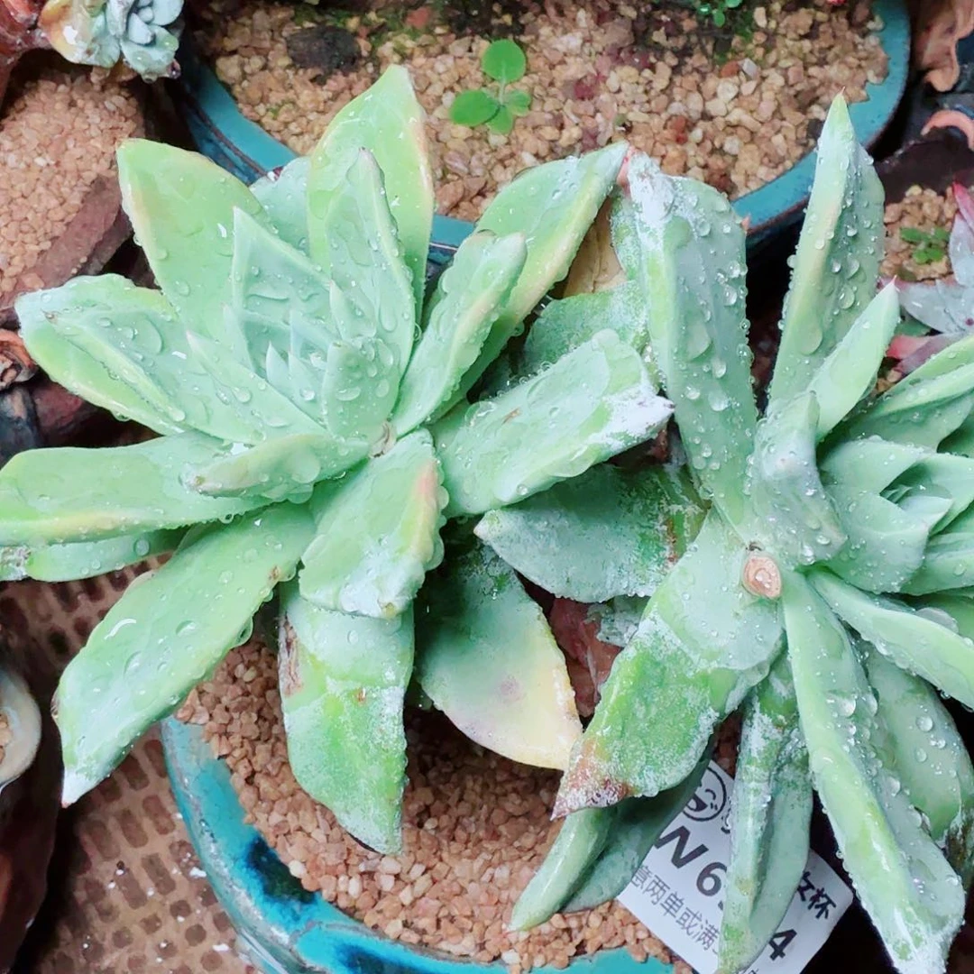 6364帕翠啥仙女杯多肉