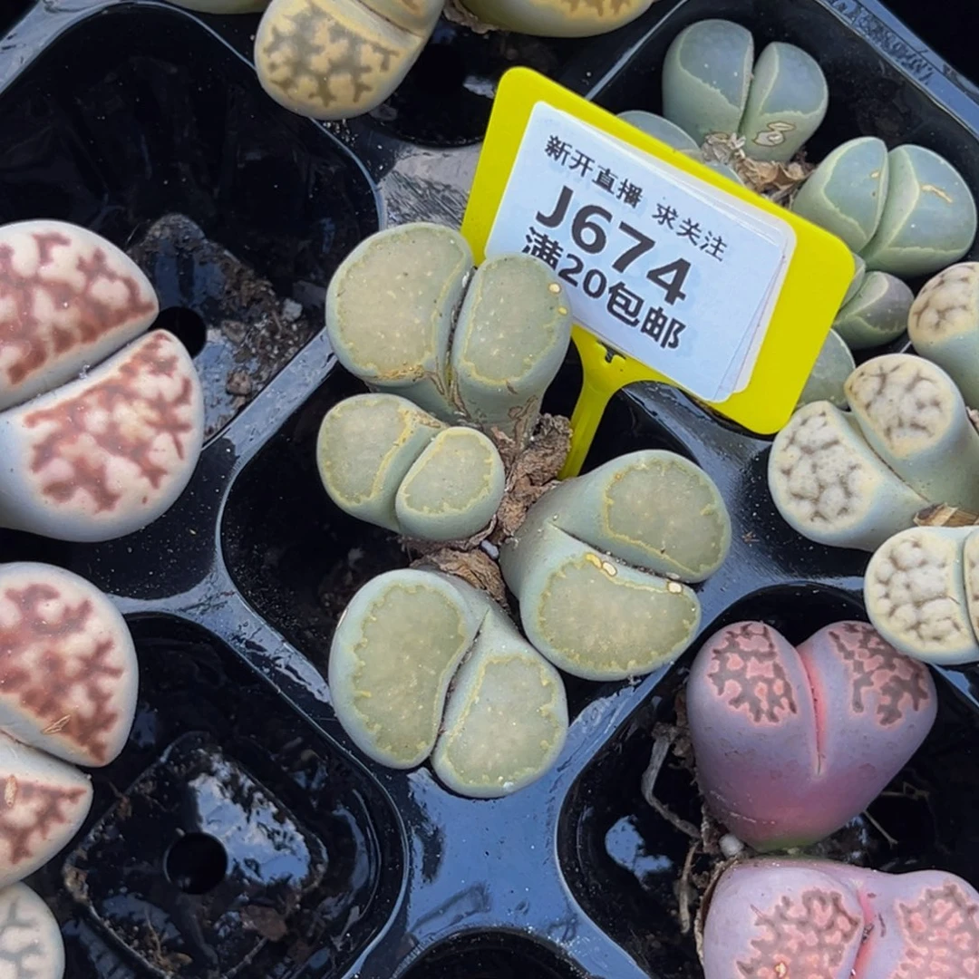 674 大群生大群生大群生