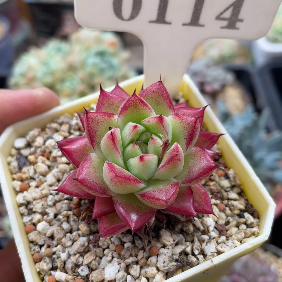 用****30114梦幻女王啦啦啦