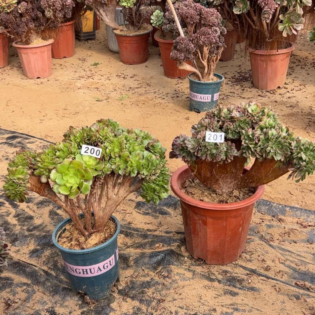 玫瑰缀两颗200.201