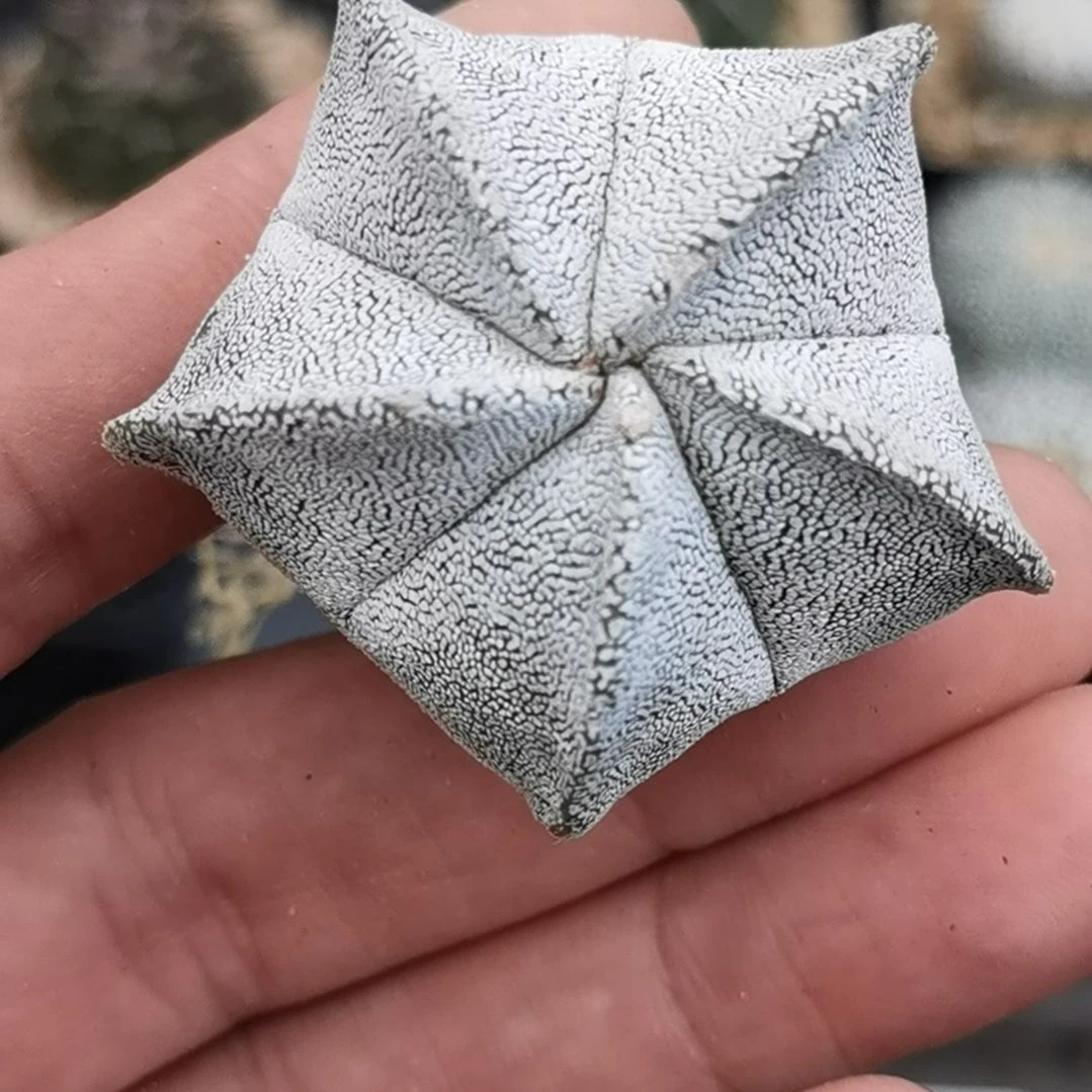 鸾凤玉恩冢4.5cm