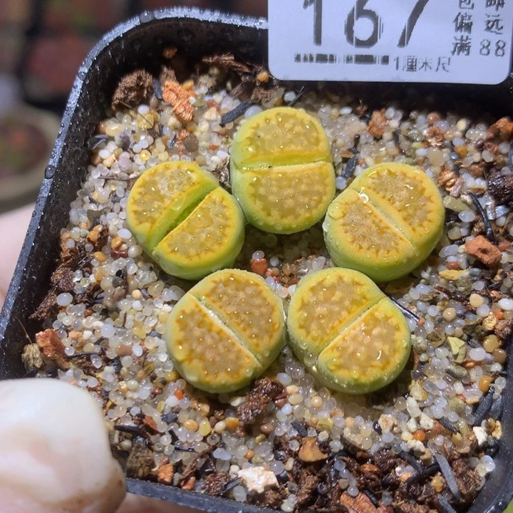 精品生石花225.167