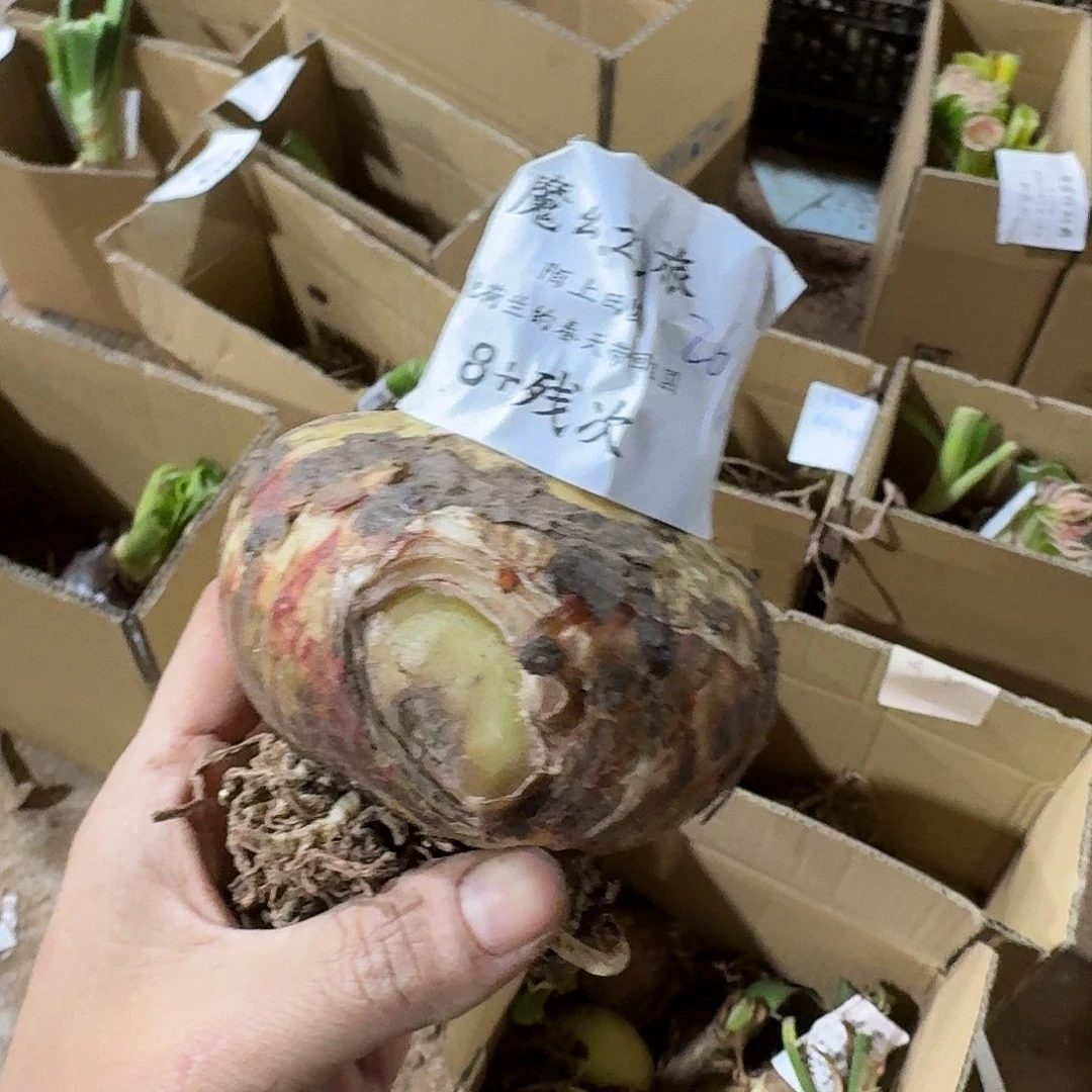 魔幻之旅8+残次不包养护