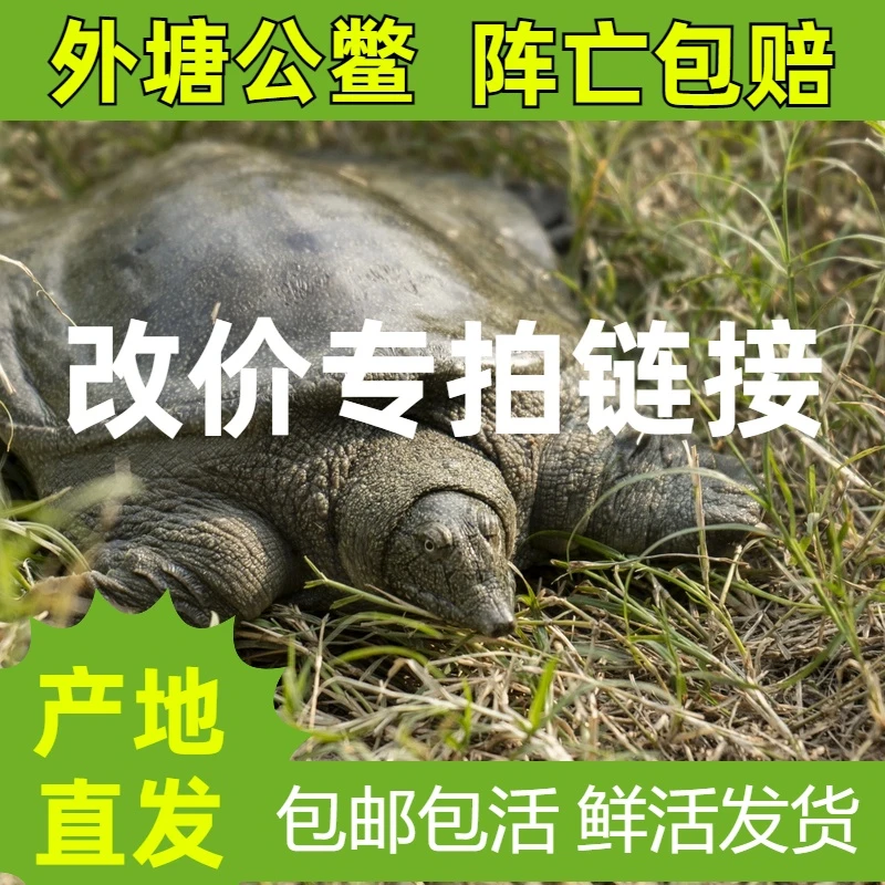 黑花生态鳖（一物一拍）直播间改价 专拍链接