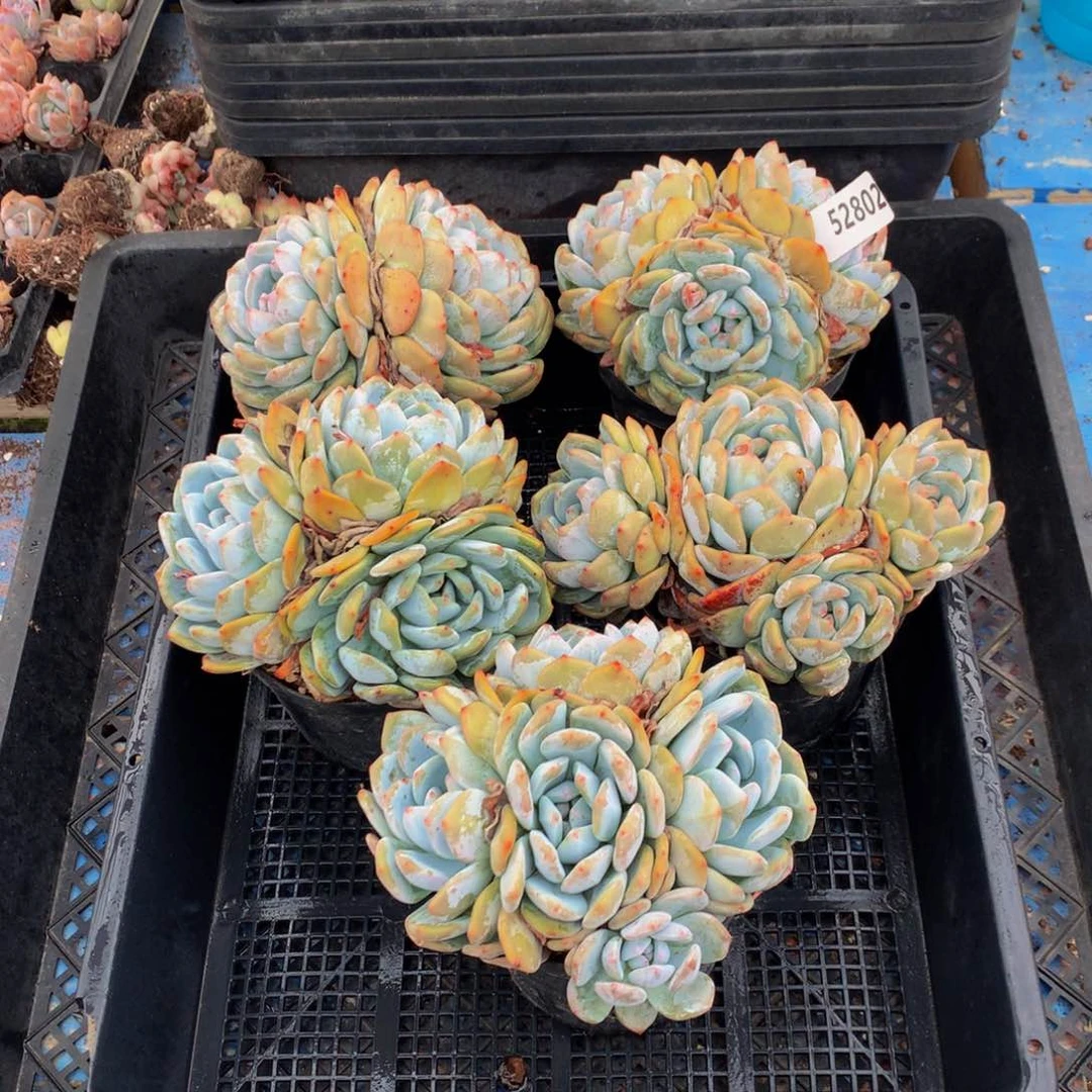 52802五个嗯嗯嗯嗯好喜欢