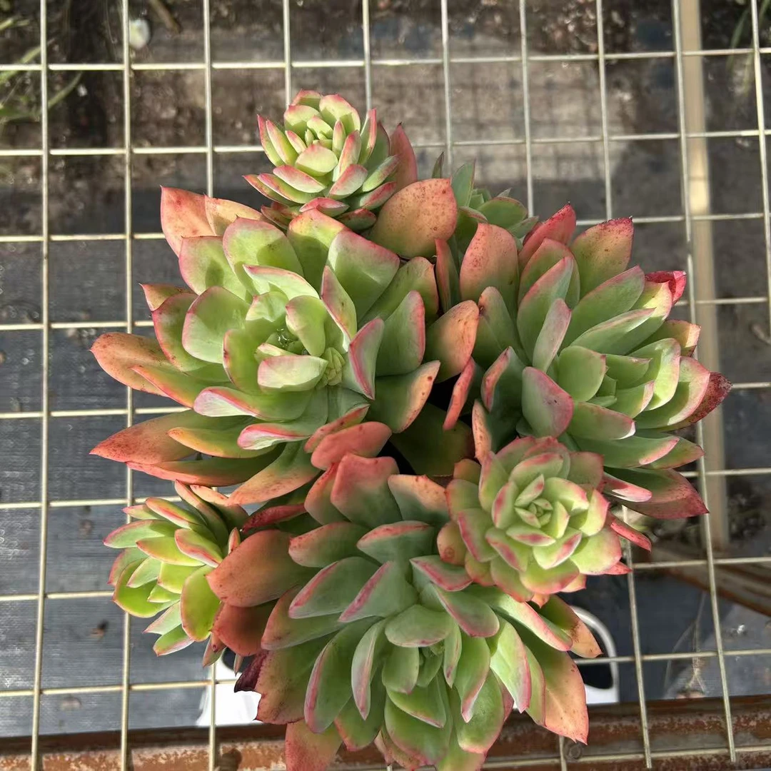 绮罗       多肉