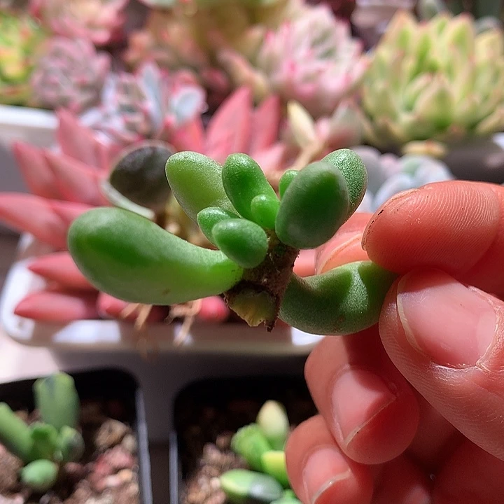 绿龟卵锦少锦少锦