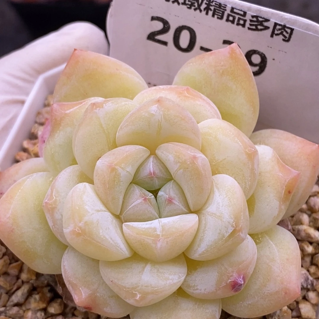 【闪购商品】20-39