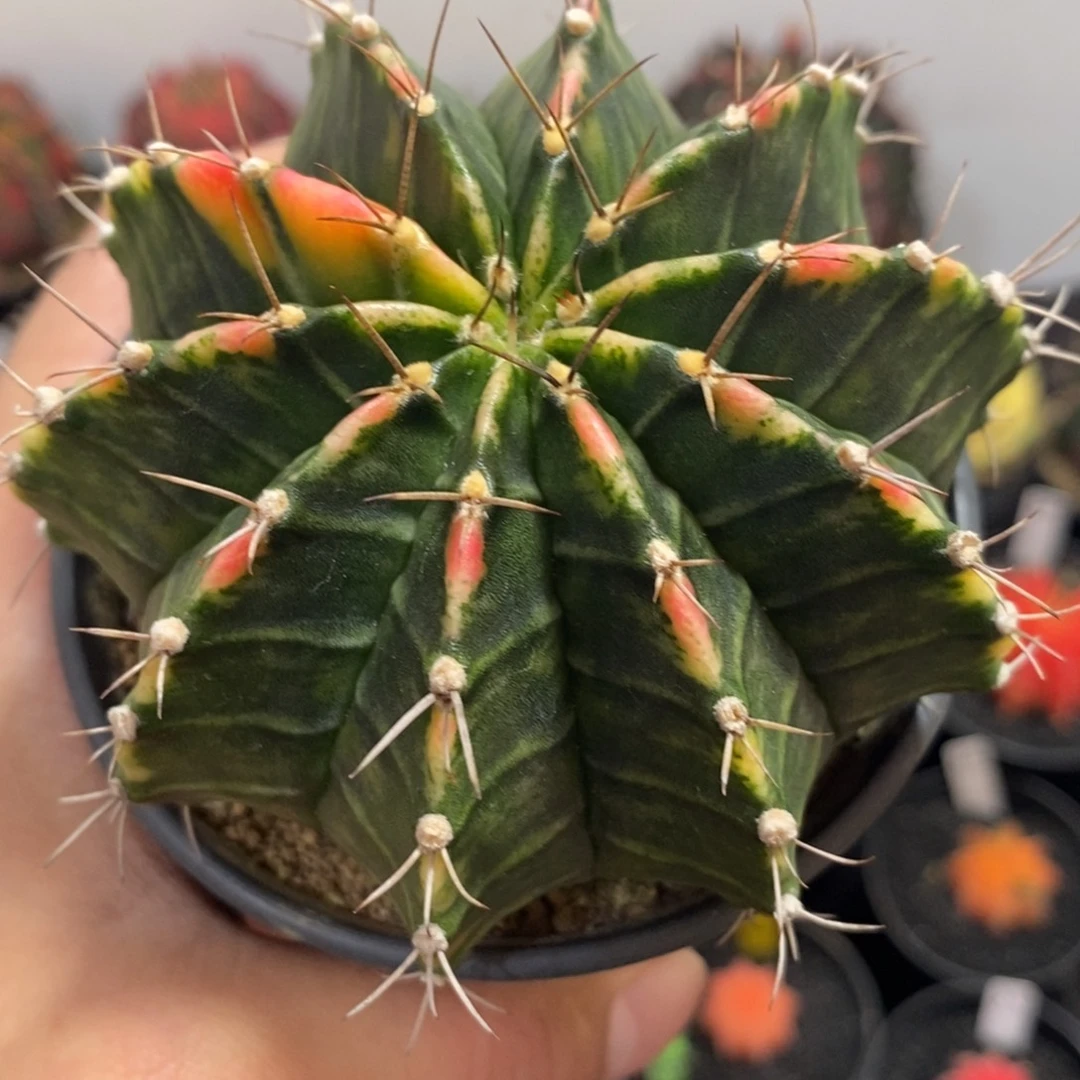 全品背线锦—带盆土发货18