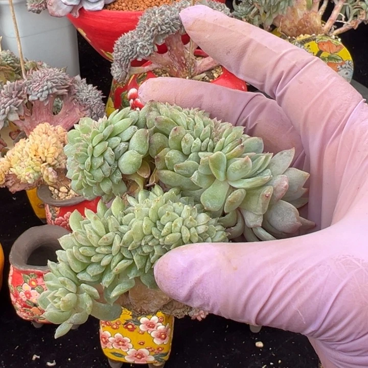 新年快乐 新年快乐