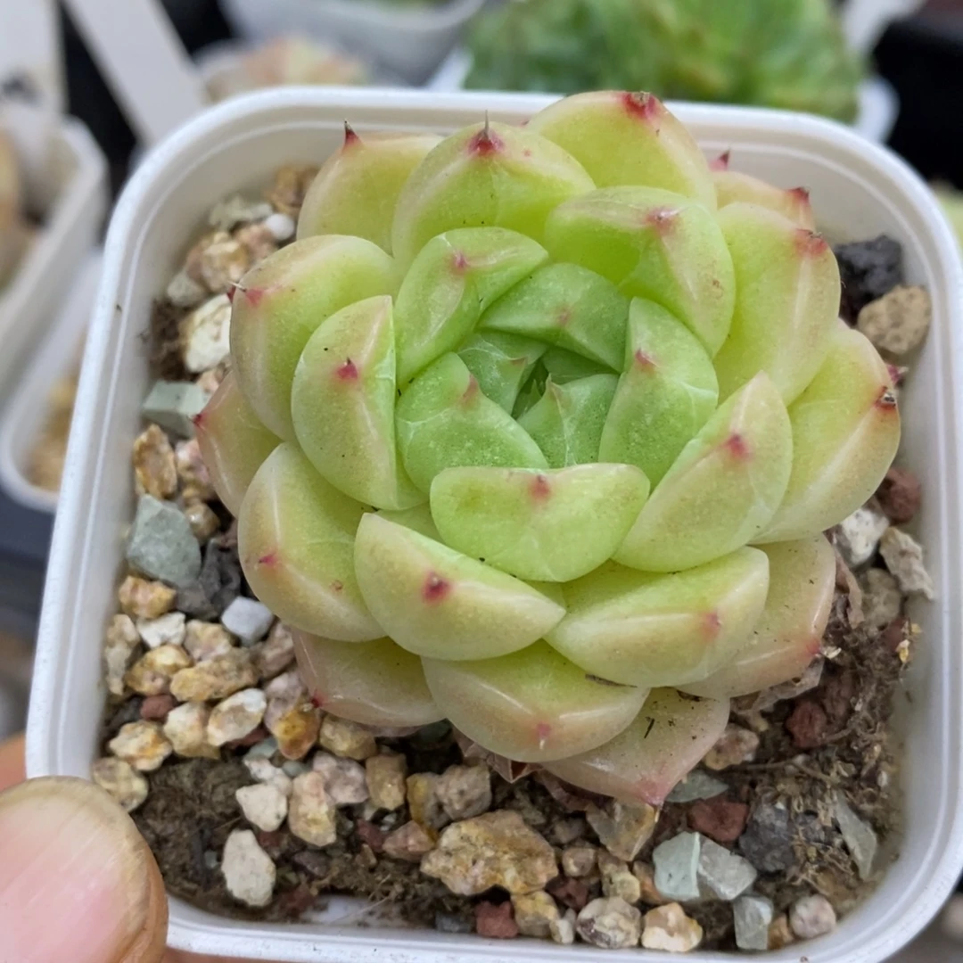 精品多肉一物一拍不包整117