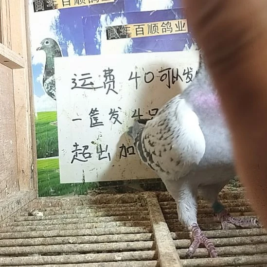 7中国大陆叼爆战队十冠王