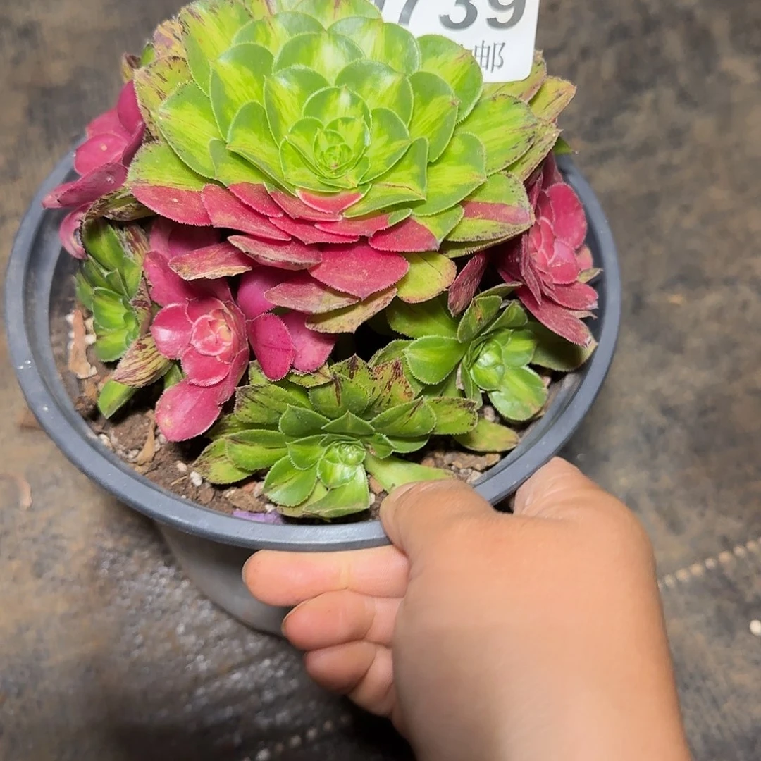 739知否多肉植物法师