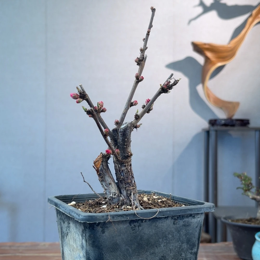 微月季盆景111111晴*