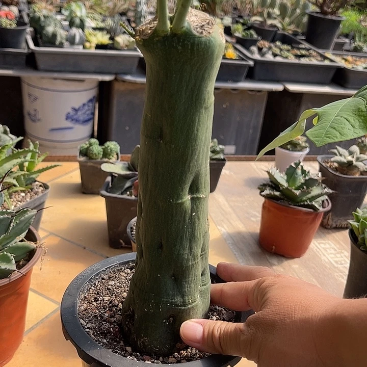无花朵毒腺蔓块根一物一拍