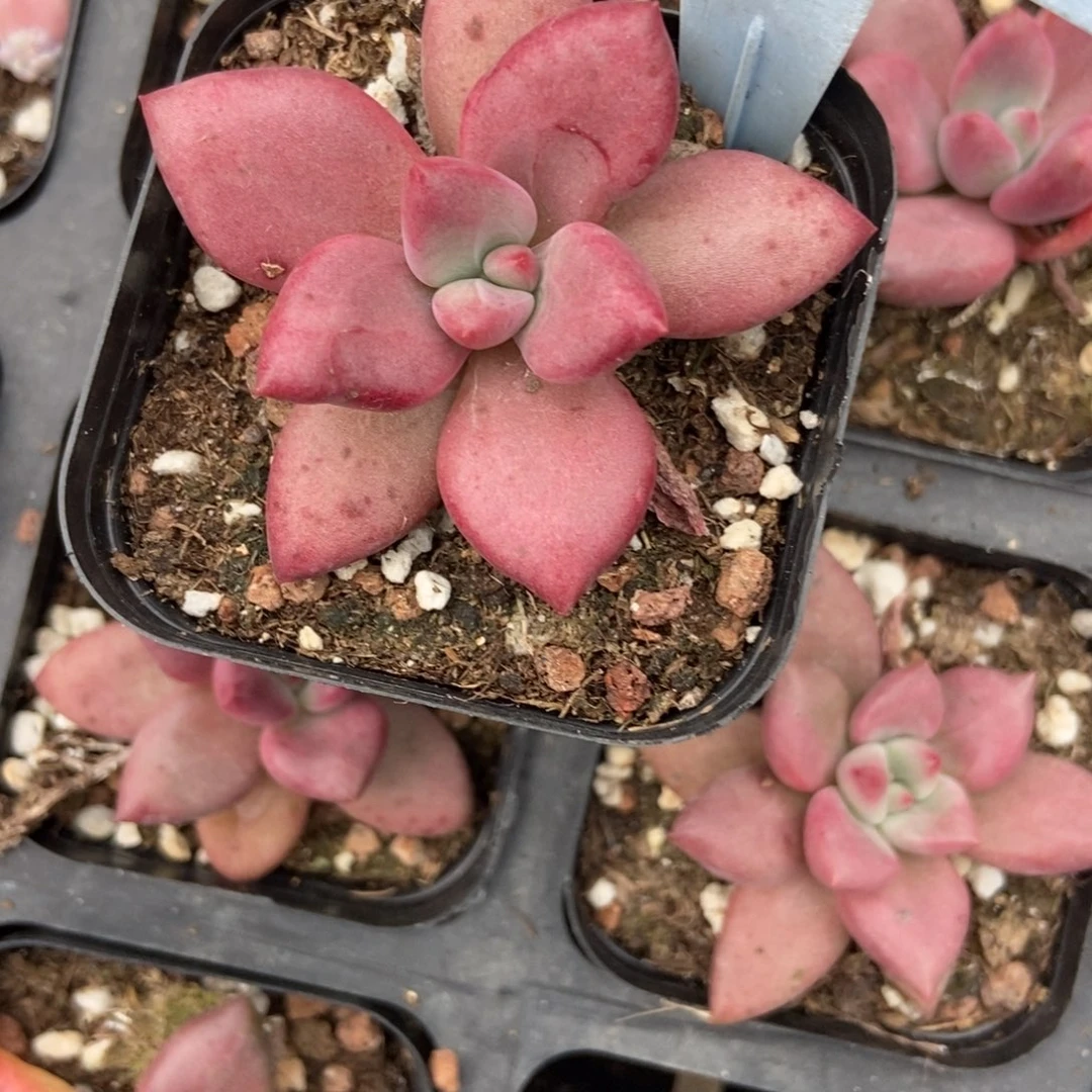 1824赫菲多肉植物