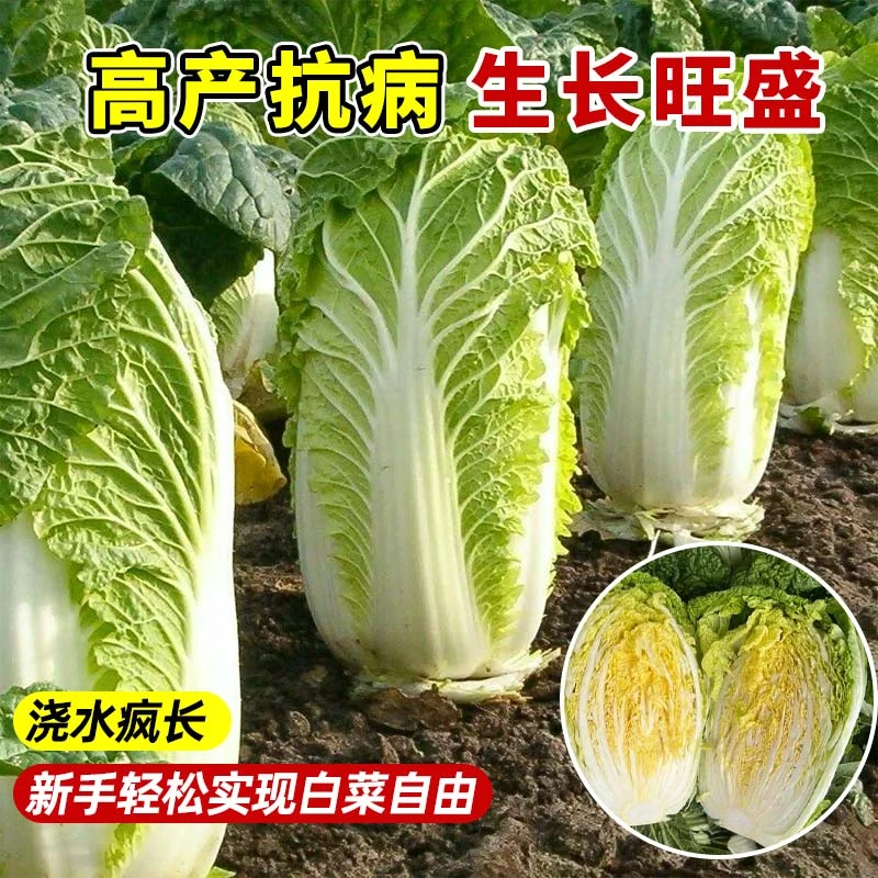 抗热高产早熟黄心大白菜秧苗秋冬四季耐寒盆栽地栽种籽带土球