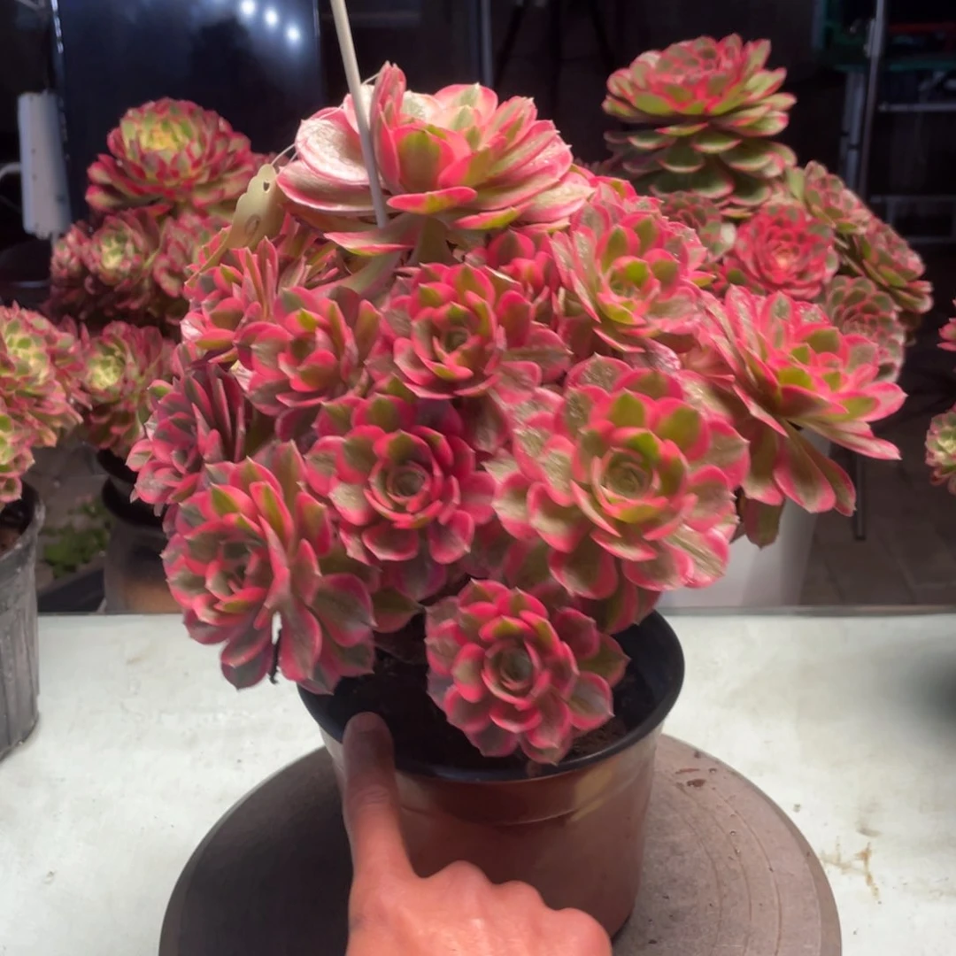 粉女巫老桩手捧2009