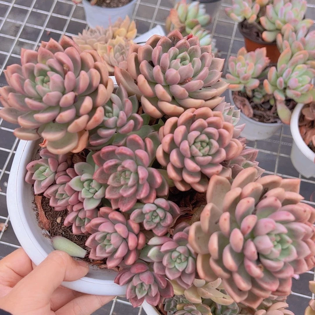 油漆桶多头大盆老桩精品造型