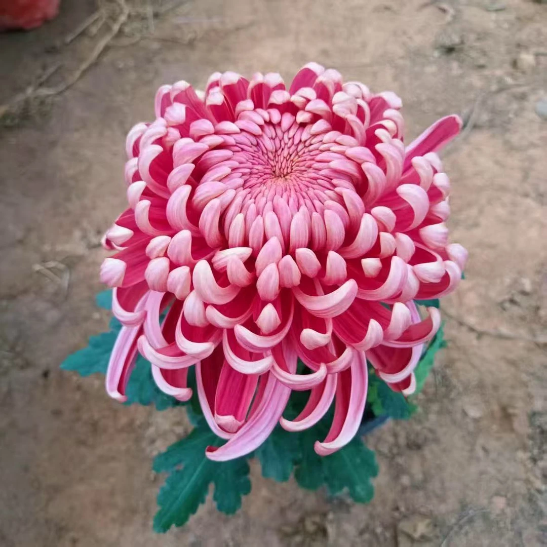 【花苞发货】[红国华]九月菊花苗大型花好养护简单耐寒耐旱