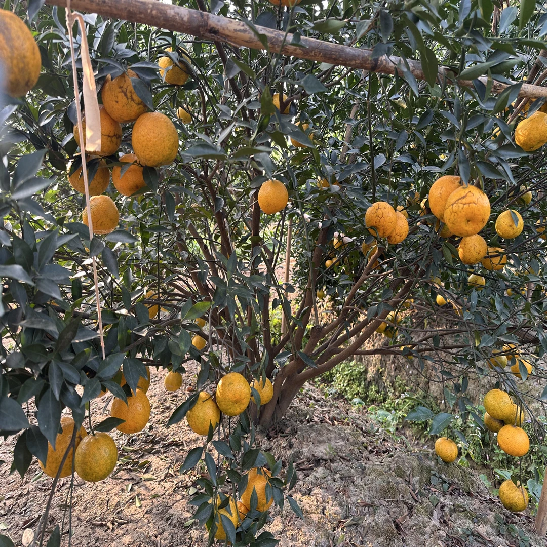 广东新会核心产区天马圈枝大红柑果晒陈皮专用茶枝柑鲜果现摘现发