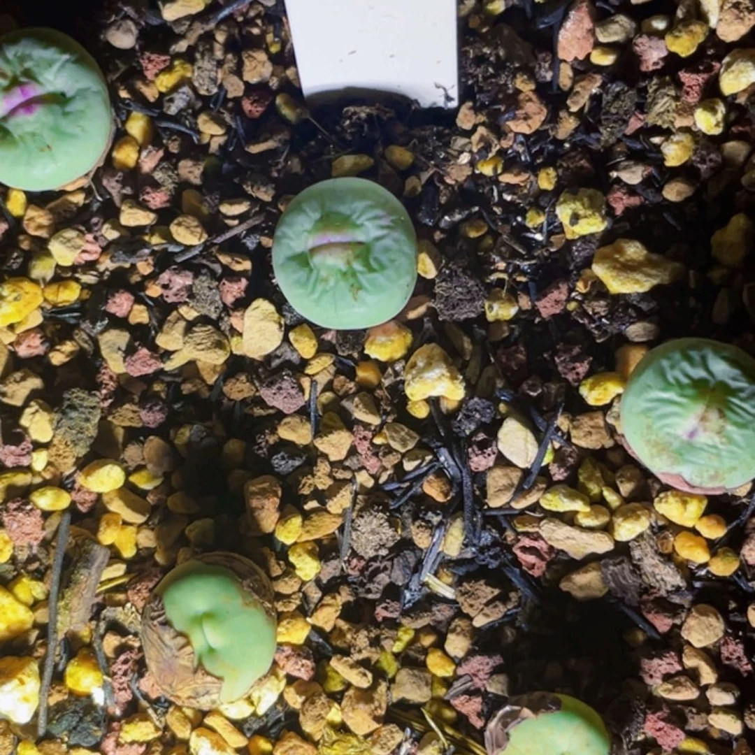Z***ɞ比特嘟嘟嘴植物一物一拍