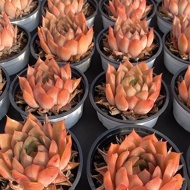 88宝莲灯 单头 福利多多