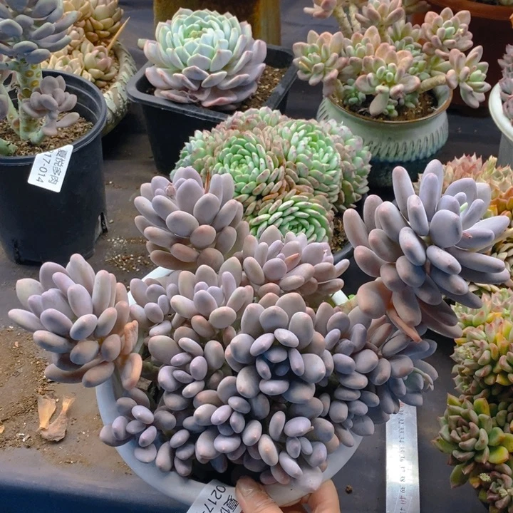 夏悦多肉 0217-25蛋黄奶