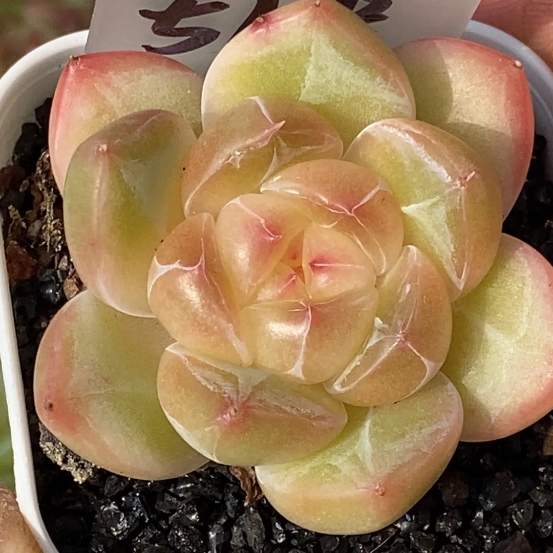 天官赐福百无禁忌