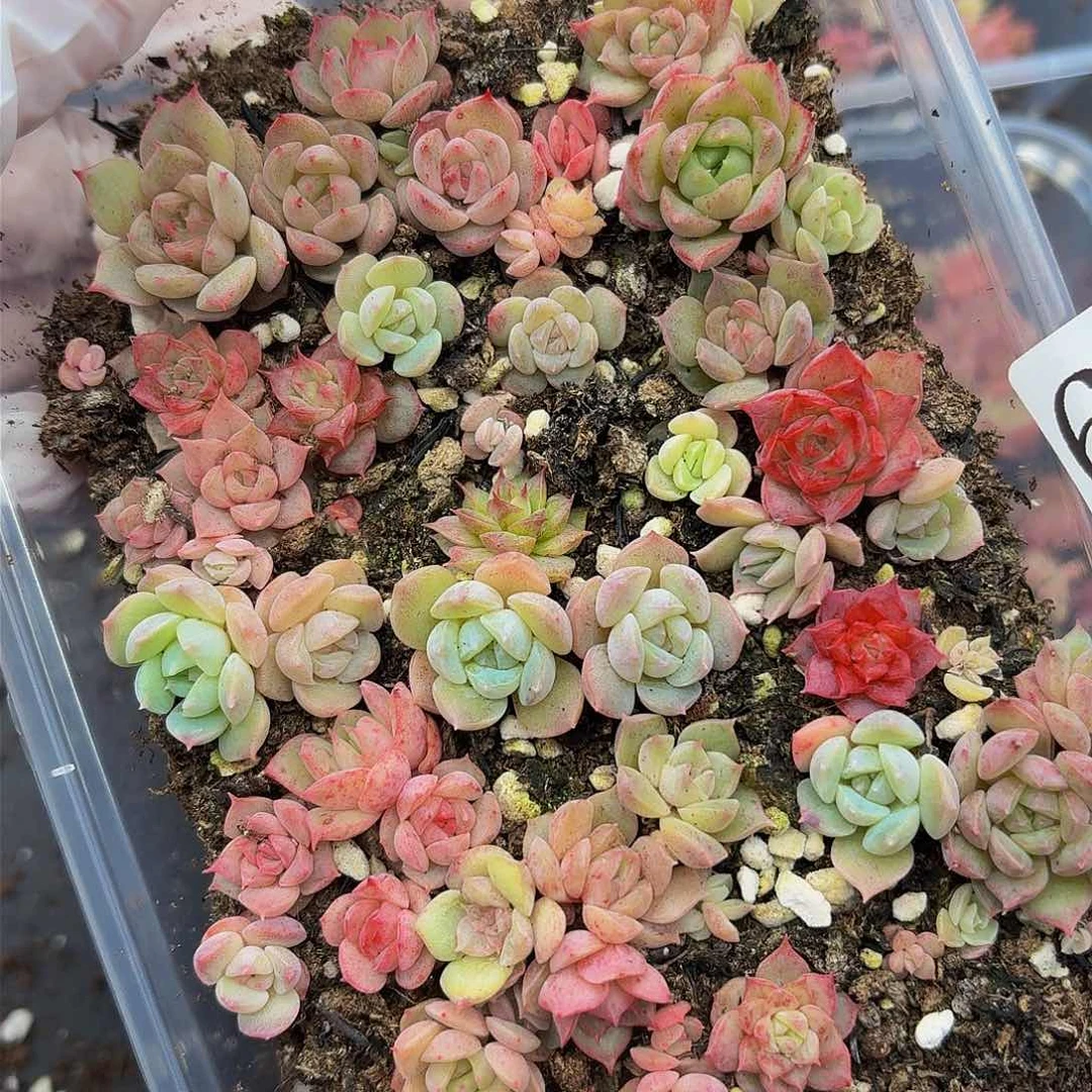 多肉植物多肉植物6