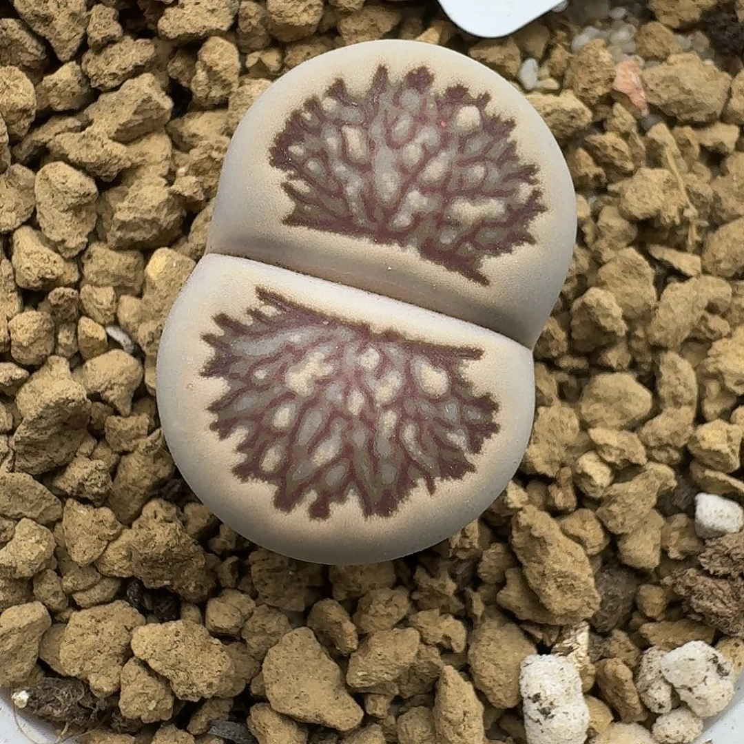 384多肉哈哈哈哈哈哈哈