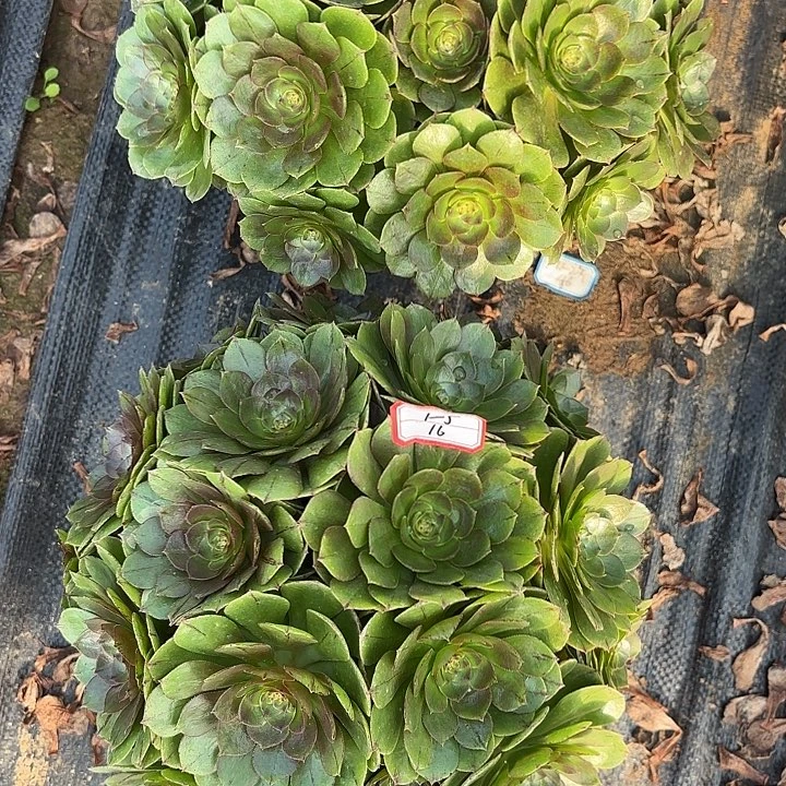 两颗丛林多肉法师不包损16