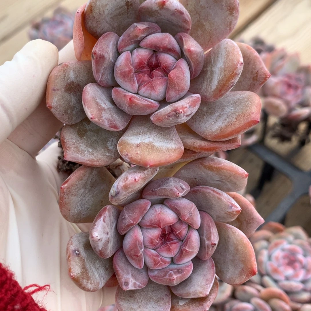 双头突尼斯星影多肉