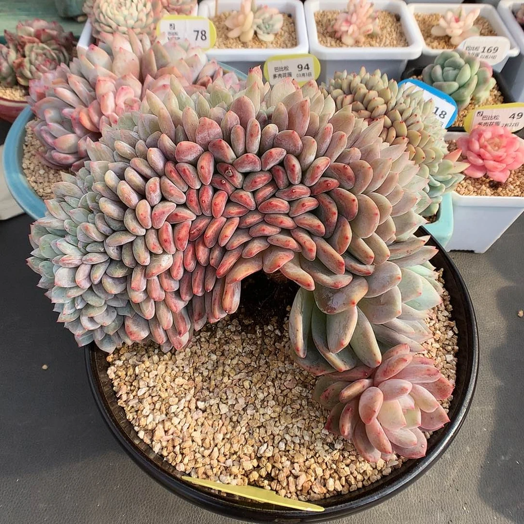 575梦露缀化多肉植物