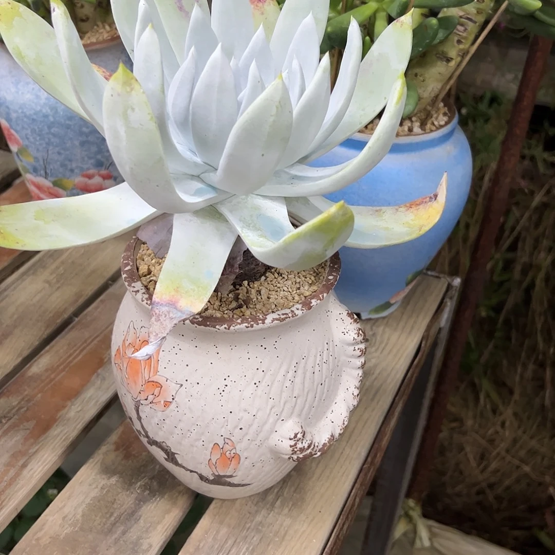 雪山28 零零多肉植物