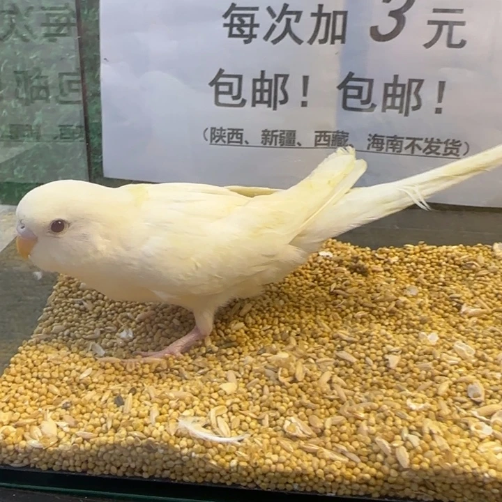 虎皮鹦鹉大头虎皮鹦鹉