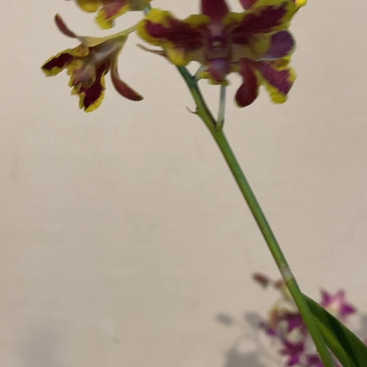 当前无花朵，栽培后可花朵三唇黄金羚羊861