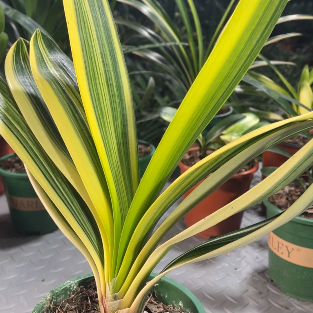 完全开放金丝油麻彩兰111