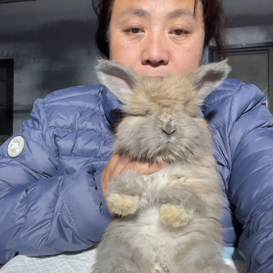 双血统英系安拉兔子