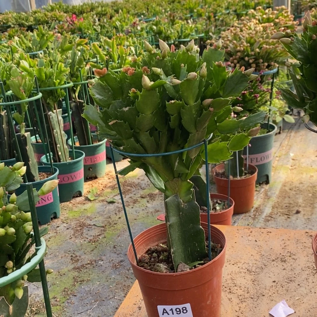 ‘***‘当前无花朵，栽培后可花朵198黄重