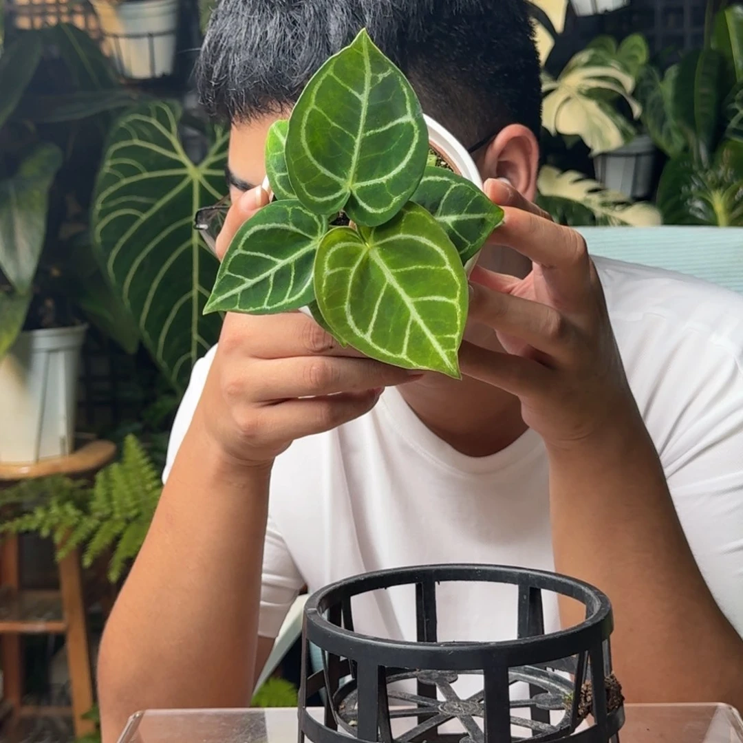 D***o无花朵一物一拍E42