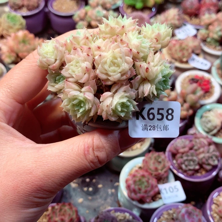 精控拇指盆多肉K6.18658