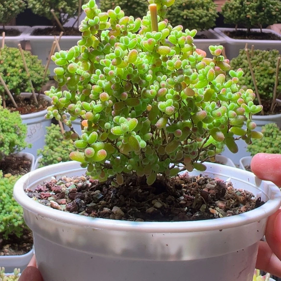 653蜜橘一物一拍带盆土发货