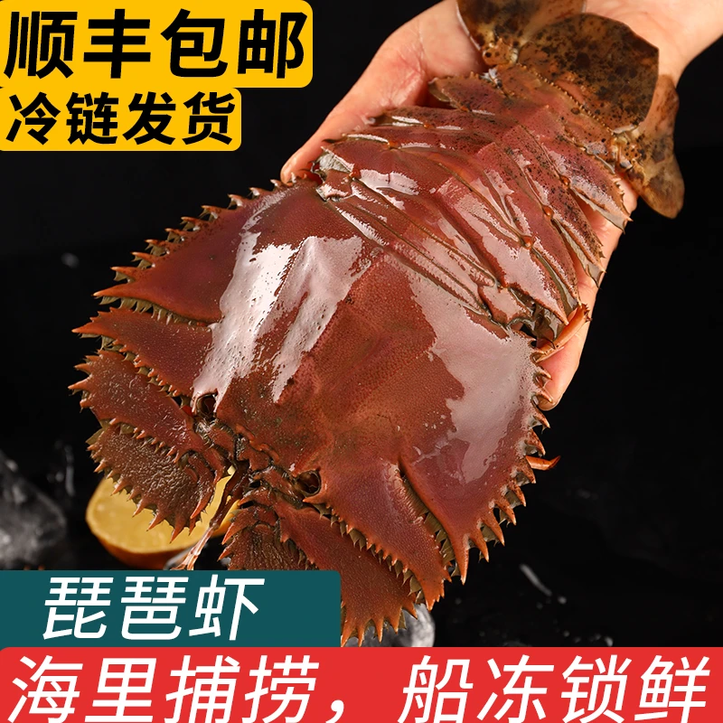 舟山大琵琶虾鲜活特大速冷冻九齿扇虾海鲜水产商用海鲜海虾枇杷虾