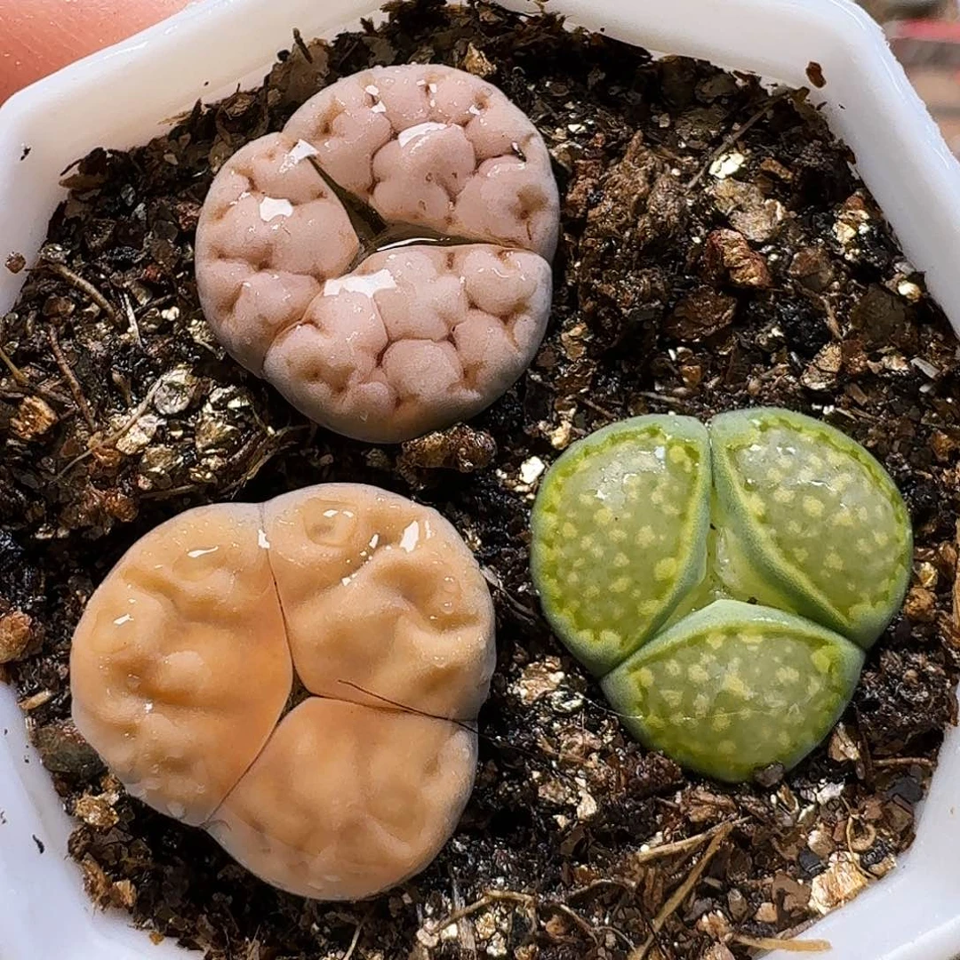 生石花111111。   307