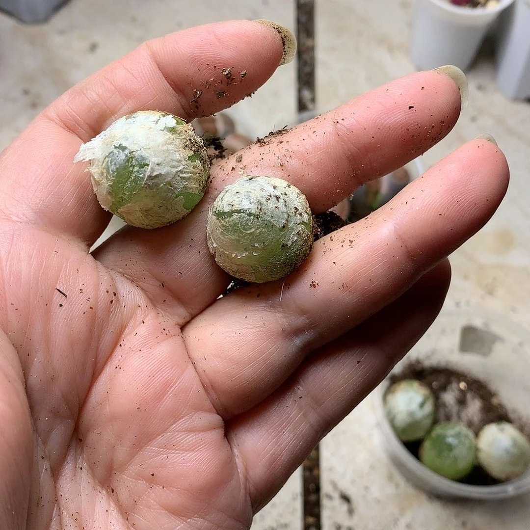 多****E50多肉植物保护