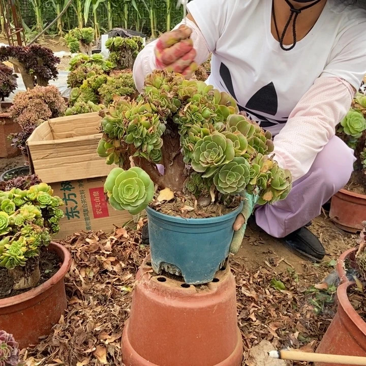 好***！937玫瑰缀化老桩老桩