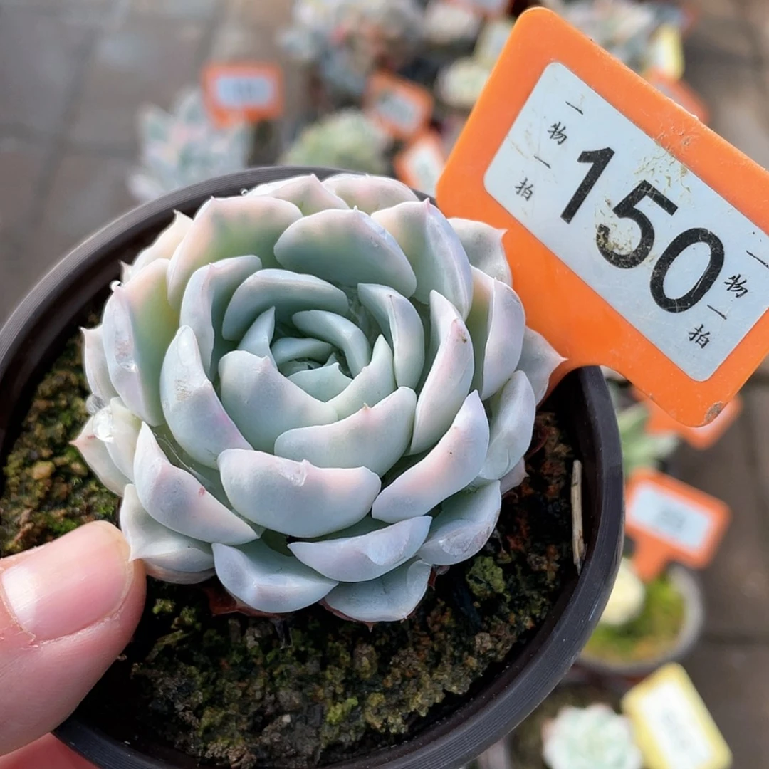 【闪购商品】150号