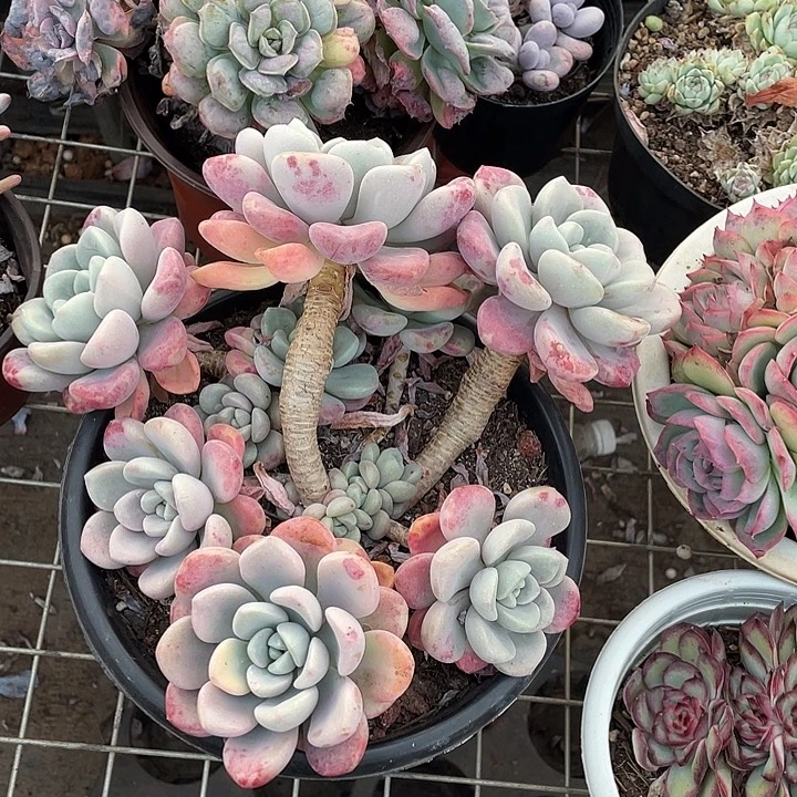 两***仔花斑鹿多肉植物群生