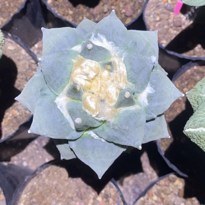 无花朵蓝白皮花牡丹10➕
